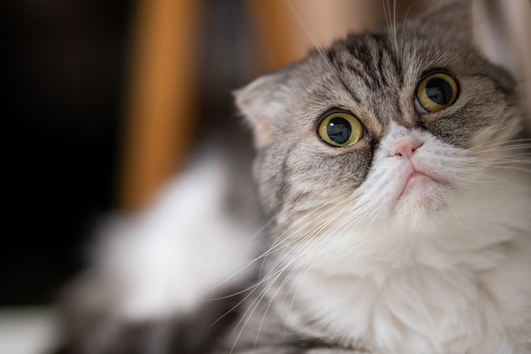 Photography PAWの撮影事例