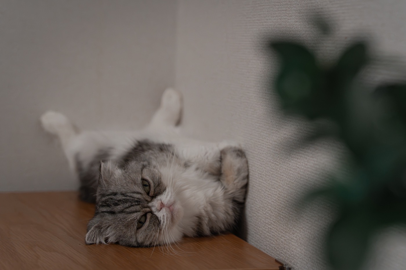 自然な表情を見せる猫