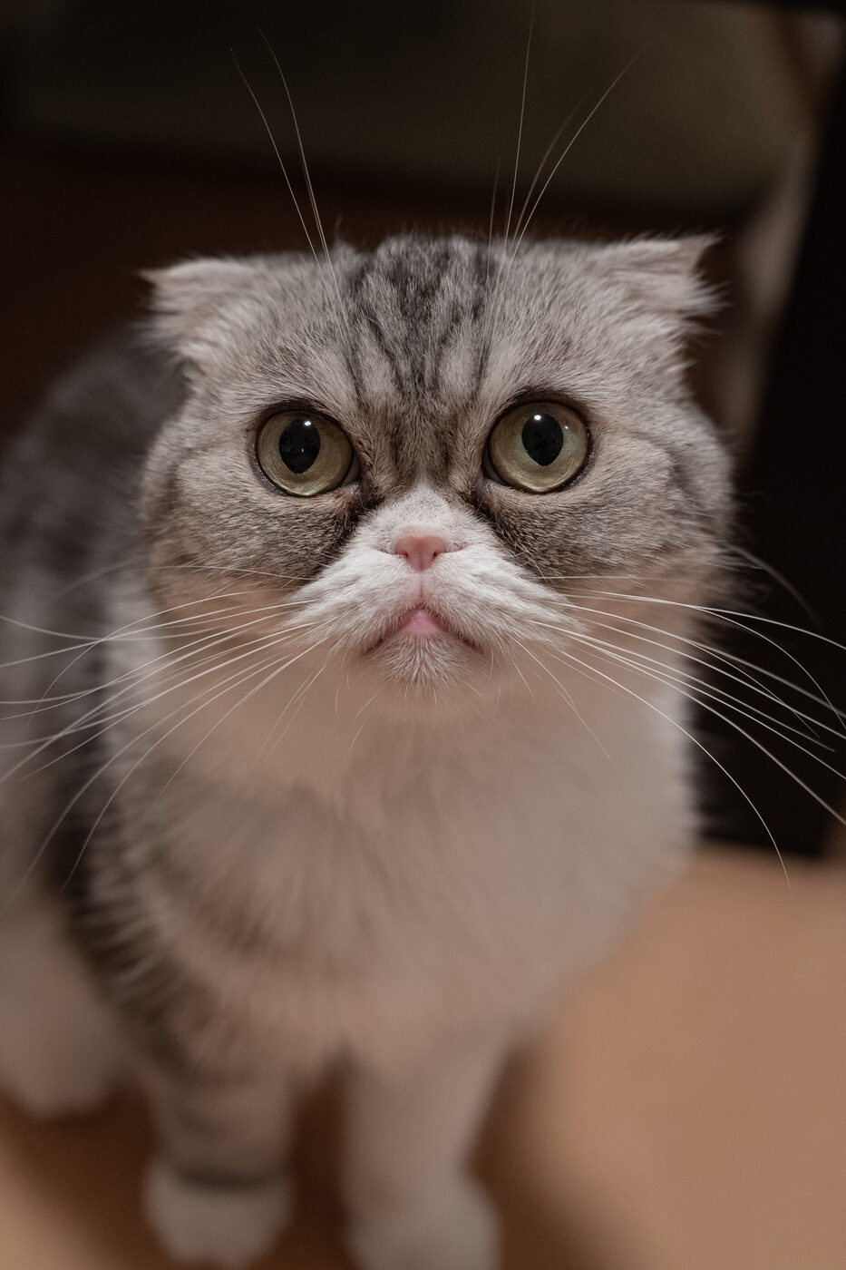 自然な表情を見せる猫